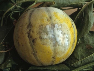Mancha blanquecina irregular, más grisácea en la periferia, en la cara de un melón expuesto al sol.  <b> Quemaduras de sol </b>