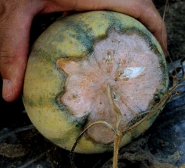 La pudrición del tallo está ahora muy avanzada, está cubierta por un moho rosa salmón.  <b> <i> Fusarium oxysporum </i> f.  sp.  <i> melonis </i> </b> (fusarium)