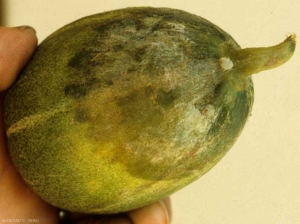 Una podredumbre húmeda y marrón, cubierta de un discreto blanco aterciopelado, se ha desarrollado por parte de este fruto de melón en contacto con el suelo.  <b> <i> Phytophthora capsici </i> </b>
