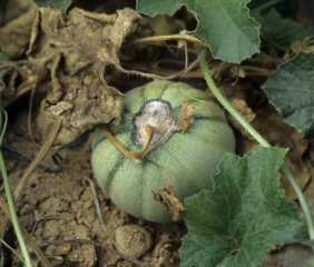 A partir del pedúnculo de este melón se está desarrollando una lesión más o menos circular.  Es de color verde oscuro en la periferia y está cubierto en su centro por la esporulación rosada de <b> <i> Fusarium oxysporum </i> f.  sp.  <i> melonis </i> </b>.  (fusarium)