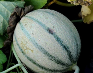 <b><i>Pseudomonas syringae</i> pv. <i>aptata</i></b> en melon