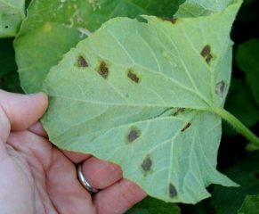 Cuando está mojado al principio, las manchas de moho visibles debajo de la lámina de la hoja se ennegrecen rápidamente y posteriormente se necrosan.  <i> <b> Pseudoperonospora cubensis </b> </i> (mildiú velloso)