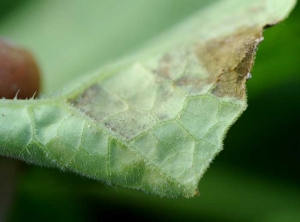 Numerosos esporangióforos portadores de esporangios forman el plumón grisáceo a malva visible en la parte inferior de la hoja de esta hoja de melón.  <i> <b> Pseudoperonospora cubensis </b> </i> (mildiú velloso)