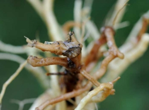 En esta raíz se aprecia una alteración más o menos circular y negruzca, rodeada de un 'borde' más negro correspondiente al pseudoestroma de <i> <b> Phomopsis sclerotioides </b> </i>. (pudrición de la raíz negra)