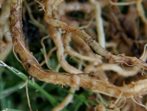 Las raíces presentan multitud de lesiones parduscas.  En algunos lugares, podemos distinguir claramente el micelio y algunos cordones miceliales marrones de <i> <b> Thanatephorus cucumeris </b> </i> (<i> Rhizoctonia solani </i>)