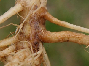 El tejido de la raíz degradado es húmedo y de color marrón claro a oscuro.  <i> <b> Thielaviopsis basicola </b> </i> (podredumbre negra)