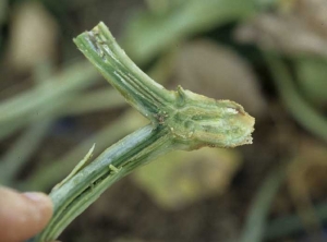 <b><i>Fusarium oxysporum</i> f. sp. <i>melonis</i></b> en melón