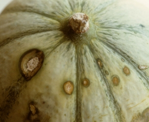 En este melón se han desarrollado varias manchas más o menos ovaladas y cóncavas, parcialmente cubiertas por un moho rosa.  <i> <b> Trichothecium roseum </b> </i>