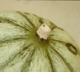 <i> <b> Trichothecium roseum </b> </i> ha esporulado en el pedúnculo de este fruto: lo cubre un moho rosa.  (podredumbre rosada)