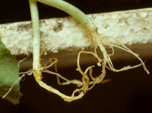 Las raíces de estas 2 plantas de melón son más o menos amarillas a marrones.  El diámetro de su cuello está algo más estrecho.  <b> <i> Pythium </i> sp. </b>