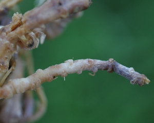 <i> <b> Monosporascus cannonballus </b> </i> provoca la pudrición de la corteza de la raíz que puede ser amplificada por invasores secundarios o no.