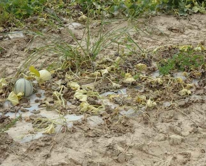 Además del marchitamiento repentino de las hojas, se observa un amarillamiento en las plantas que se secan rápidamente.  <b> <i> Monosporascus bala de cañón </i> </b>