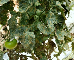 Numerosas manchas de un amarillo más o menos marcado son claramente visibles en los folíolos de las hojas inferiores de esta planta de tomate.
 <b><i>Pseudocercospora fuligena</b></i>