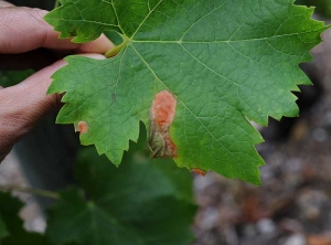 Dos manchas causadas por <b> <i> Botrytis cinerea </i> </b> son claramente visibles en la periferia de la hoja 