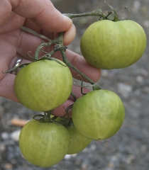 En plantas afectadas por <b> <i> Clavibacter michiganensis </i> subsp. <i> michiganensis </i> </b> algunas frutas pueden tener rayas. (cancro bacteriano)