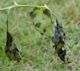 <b> <i> Didymella lycopercisi </i> </b> ha invadido y destruido por completo varios foliolos tiernos en condiciones particularmente húmedas. (<i> Didymella </i>, <i> Didymella </i> mancha foliar)