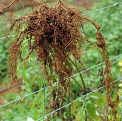 Este sistema de raíces de tomate, cuidadosamente extraído, muestra algunas agallas e hinchazones grandes. <b> <i> Meloidogyne </i> spp. </b> (nematodos agalladores)