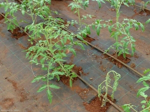 Marchitez rápido y temprano de una planta joven cultivada en suelo cubierto. <b> <i> Ralstonia solanacearum </i> </b> (marchitez bacteriana).