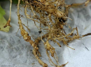 Cadena de agallas en el sistema radicular de una ensalada.  <b> <i> Meloidogyne </i> sp. </b> (nematodos agalladores)