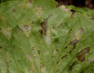 <b> <i> Bremia lactucae </i> </b> más o menos esporuladas sobre estas manchas del tizón tardío delimitadas por las nervaduras del limbo.  (mildiú velloso)