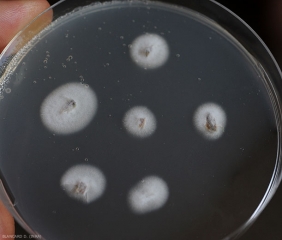 Colonias jóvenes de <b> <i> Verticillium dahliae </i> </b> que crecen en un medio nutritivo en una placa de Petri a partir de secciones de vasos de tallo de tomate. (marchitez por Verticillium, <i> Verticillium </i> marchitez).