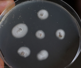 Colonias jóvenes de <b> <i> Verticillium dahliae </i> </b> que crecen en un medio nutritivo en una placa de Petri a partir de secciones de vasos de tallo de tomate.  (marchitez por Verticillium, <i> Verticillium </i> marchitez).