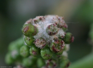 Detalle de los pelos hipertrofiados en una hiel erinosa sobre una inflorescencia de vid.  <b> <i> Colomerus vitis </i> </b>