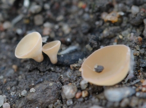 Se han formado algunas apotecias de <i> <b> Sclerotinia sclerotiorum </b> </i> sobre los esclerocios de este hongo presente en la superficie del suelo.  (esclerotiniosis) (Thibaut CHESNEAU)