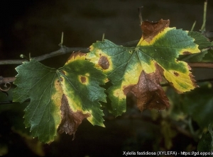 En el limbo todavía verde, las lesiones son sectoriales y bastante periféricas, de color pardusco;  un halo más o menos grande, de amarillo a rojizo, los rodea. (<b><i>Xylella fastidiosa</i></b> - Maladie de Pierce) - Source : EPPO, J. Clark, University of California, Berkeley (US)