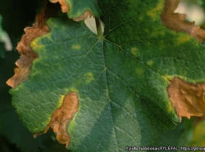 Detalle de lesiones foliares en hoja de vid.  (<i><b>Xylella fastidiosa</b></i> - Enfermedad de pierce) - Source : EPPO, M. Scortichini, Istituto Sperimentale per la Frutticoltura, Rome (IT) 