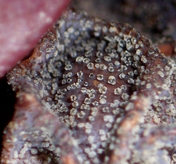 Detalle de picnidios maduros de <i> <b> Pilidiella diplodiella </i> </b> observados en bayas de uva con lupa binocular.
