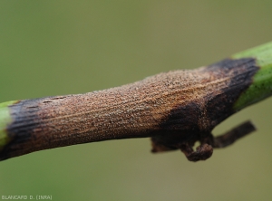 Detalle de una lesión provocada por <i> Pilidiella diplodiella </i> en una rama de vid.