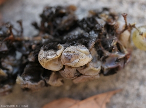 Casi todas las bayas están colapsadas y cubiertas por el moho producido por una <b> <i> Aspergillus </i> sp. </b> Solo dos bayas también afectadas, de color blanquecino aún son visibles (variedades de uva blanca).