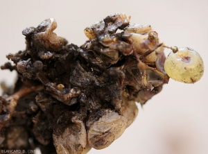 Detalle de bayas totalmente podridas por una <b> <i> Aspergillus </i> sp. </b> (variedades de uva blanca).