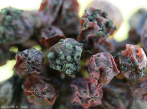 Bayas de uva más o menos arrugadas y cubiertas de almohadillas verdosas.  <b> <i> Cladosporium </i> </b> sp.