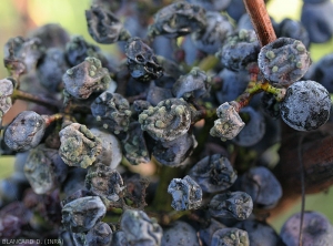 Detalle de las almohadillas verdosas presentes en las uvas.  <b> <i> Cladosporium </i> </b> sp