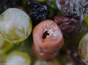 En la superficie de esta uva se ven grumos de mucosidad blanquecina.  Son el resultado del desarrollo de colonias de levaduras.  <b> Pudrición ácida </b>.