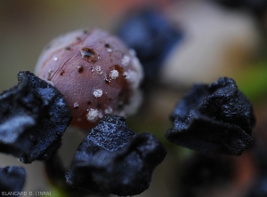 Varios conidióforos con conidios son visibles en esta baya de botrytis aislada dentro de las bayas momificadas afectadas por la pudrición negra.  <i> <b> Botrytis cinerea </b> </i>.