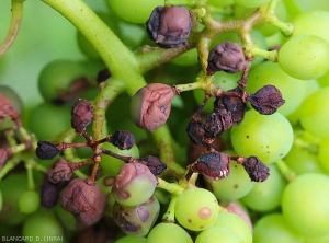 Bayas de uva con diferentes niveles de ataque de podredumbre negra;  algunos comienzan a marchitarse y a cubrirse de picnidios. <i> <b> Guignardia bidwellii </b> </i>