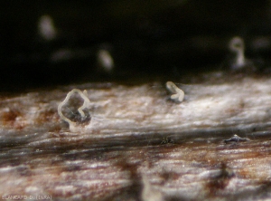 Varios picnidios oscuros son claramente visibles en esta porción de madera blanqueada.  En algunos de ellos se formó un cirro blanquecino más o menos enrollado.  <b> <i> Phomopsis viticola </i> </b>