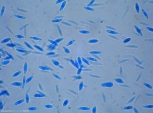 Aspect au microscope photonique des spores alpha de <b> <i> Phomopsis viticola </i> </b>