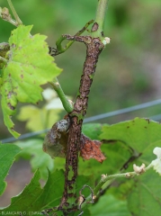 Esta lesión extensa en la base de esta ramita, causada por <i> <b> Elsinoë ampelina </b> </i>, no debe confundirse con daño excoriose.