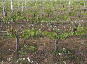 Las viñas de este viñedo se vieron afectadas por las heladas.  Tenga en cuenta que son especialmente los ápices y las hojas más jóvenes las que se ven afectadas.  <b> Daño por escarcha </b>