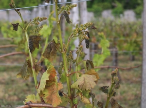 Las hojas jóvenes y las inflorescencias de estas ramitas han adquirido un tinte negruzco a marrón y algunas hojas congeladas parecen haber sido escaldadas.  Cabe señalar que las hojas más viejas se vieron menos afectadas por los efectos de las heladas, pero aún presentan localmente un tinte de marrón a bronce y están más o menos deformadas.  <b> Daño por escarcha </b>