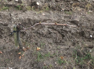 Después de fuertes heladas, toda la vegetación de esta vid fue destruida y la vid fue cortada. <b> Daños por heladas </b>