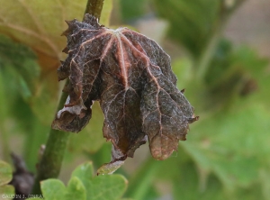 Esta hoja más o menos deformada ha adquirido un tinte negruzco a marrón y da la impresión de haber sido escaldada después de haber sufrido los efectos de la congelación.  Luego se secará.  <b> Daño por escarcha </b>