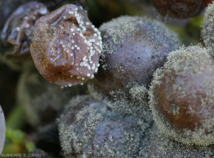 Detalle de bayas colonizadas por <i> Botrytis cinerea </i> (derecha)) o por <i> <b> Penicillium expansum </b> </i> (izquierda).