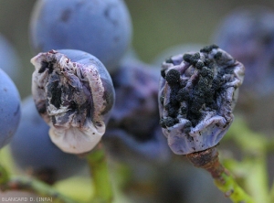 Deux baies de raisin plus ou moins colonisées par un <i>Cladosporium</i> sp. Sur la première, le champignon n'a pas encore beaucoup sporulé ; c'est pas le cas sur la baie de droite qui est très ratatinée et couvertes de coussinets sporifères noirâtres.  Pourritures à <b><i>Cladosporium</i></b>