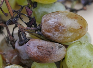 Bayas de uva de mesa colonizadas recientemente por <i> <b> Phomopsis viticola </b> </i>;  los tejidos afectados adquieren un tinte violáceo y las bayas comienzan a marchitarse.
