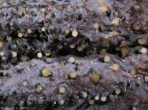 Muchos picnidios negros son claramente visibles en esta baya de uva.  En algunos de ellos se ha formado una mucosidad amarillenta y globular.  <b> <i> Phomopsis viticola </i> </b>